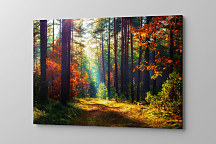 Obraz Jeseň v lese